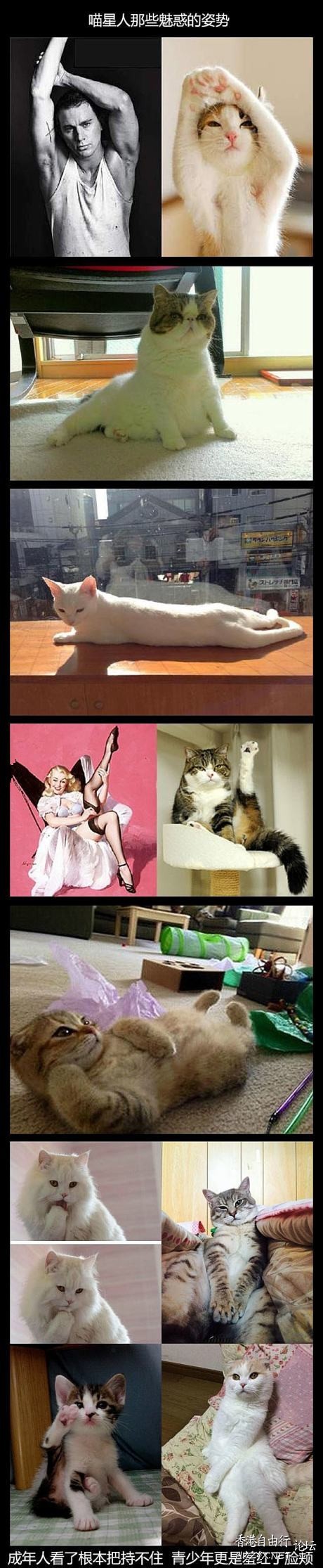 Cat : 我一樣是懂的 !  Pets 寵物護理 +紀念堂