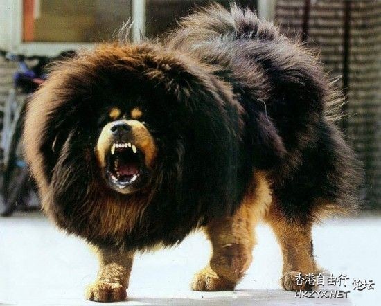 天价藏獒赤古獒王  Pets 寵物護理 +紀念堂