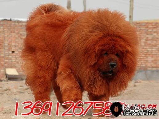 天价藏獒赤古獒王  Pets 寵物護理 +紀念堂