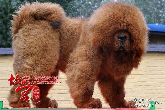 天价藏獒赤古獒王  Pets 寵物護理 +紀念堂