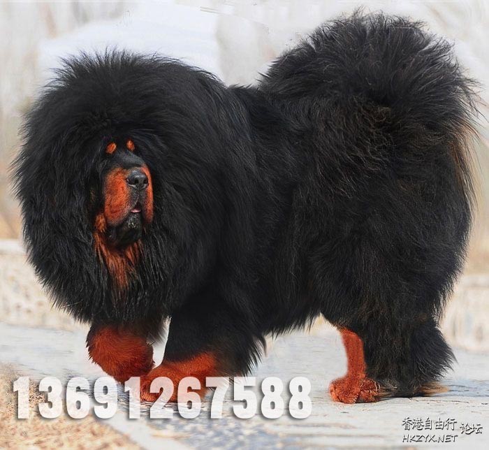 天价藏獒赤古獒王  Pets 寵物護理 +紀念堂