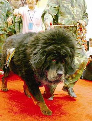 天价藏獒赤古獒王  Pets 寵物護理 +紀念堂