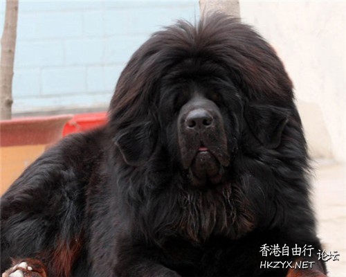 天价藏獒赤古獒王  Pets 寵物護理 +紀念堂