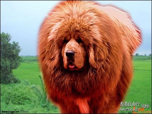 天价藏獒赤古獒王  Pets 寵物護理 +紀念堂