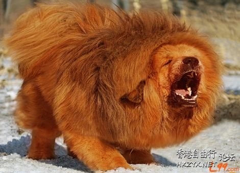 天价藏獒赤古獒王  Pets 寵物護理 +紀念堂