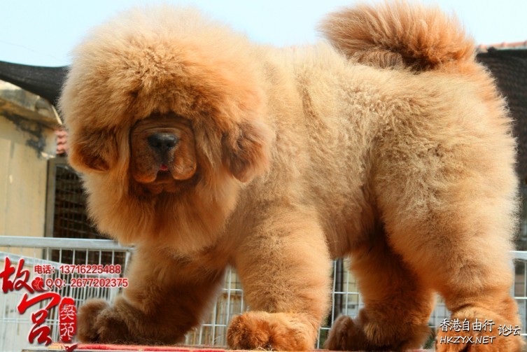 天价藏獒赤古獒王  Pets 寵物護理 +紀念堂