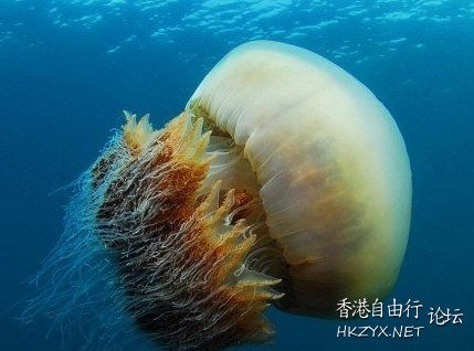水母直径约4英尺9英寸  海洋生態