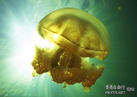 水母直径约4英尺9英寸  海洋生態