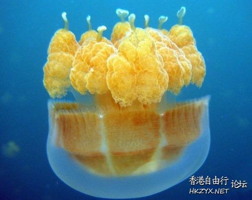 水母直径约4英尺9英寸  海洋生態