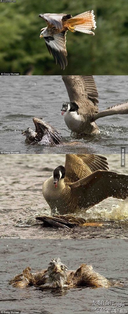 论鹅战斗到底  Birds 飛烏