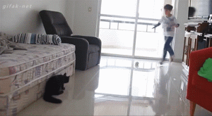 Dog 仔: 我不是地拖  Puppies- cats小狗與猫