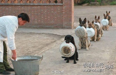   Pets 寵物護理 +紀念堂