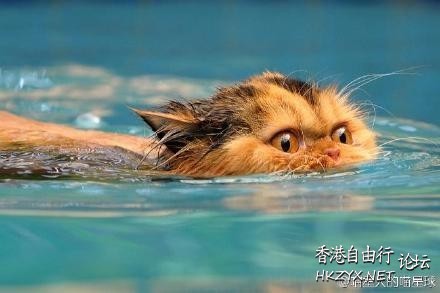 Cat : 我一樣是懂的 !  Pets 寵物護理 +紀念堂