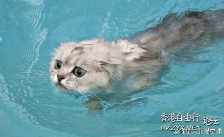 Cat : 我一樣是懂的 !  Pets 寵物護理 +紀念堂