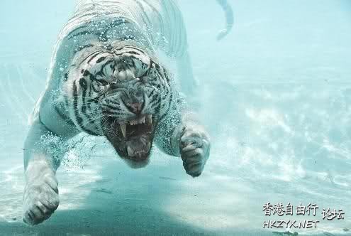 Cat : 我一樣是懂的 !  Pets 寵物護理 +紀念堂