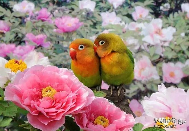 论鹅战斗到底  Birds 飛烏