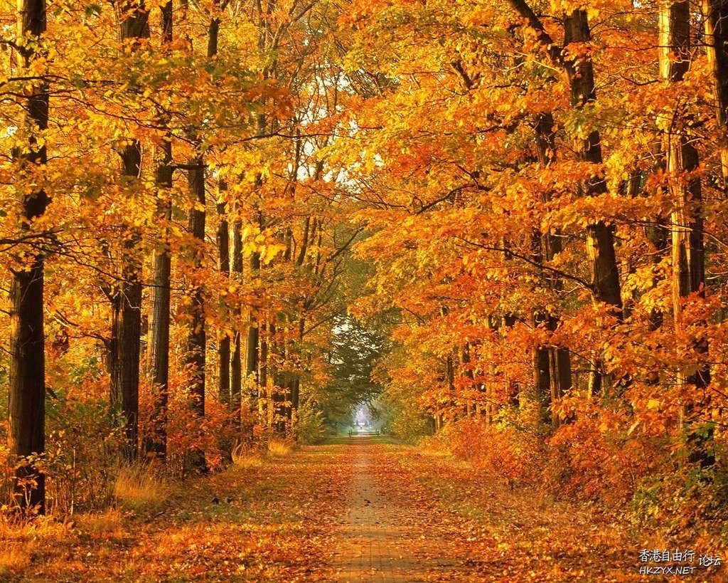 Autumn leaves  Photography 攝影特區
