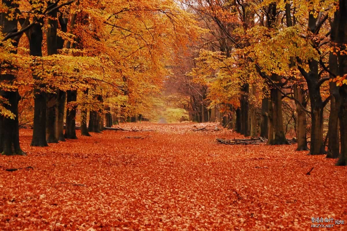 Autumn leaves  Photography 攝影特區
