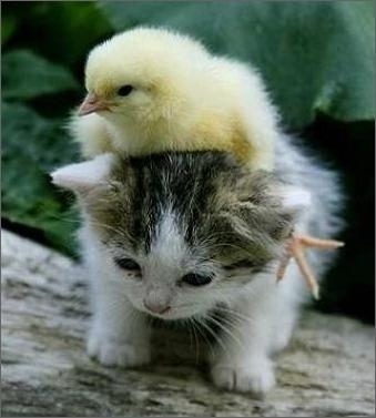Duck : 可以做 friend 吗?  Pets 寵物護理 +紀念堂
