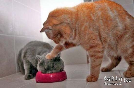 可愛小貓咪遇上大貓  Puppies- cats小狗與猫