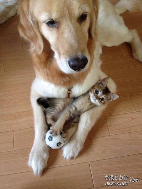   Puppies- cats小狗與猫