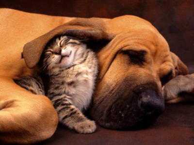   Puppies- cats小狗與猫