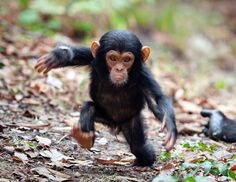 Monkeys say Hi !  Ecology 生態留影