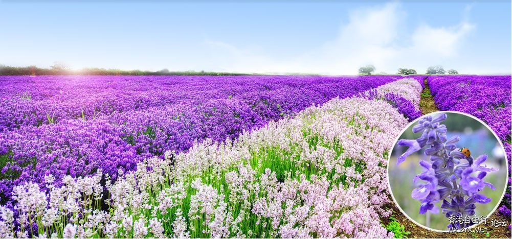 花香鳥鳴  Flowers花卉