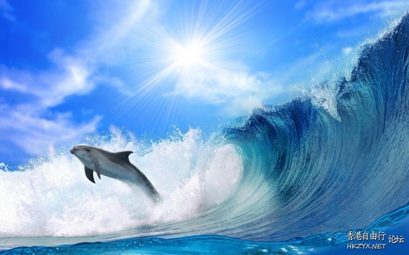 海豚图片  海洋生態