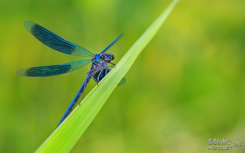 蜻蜓图片  Ecology 生態留影