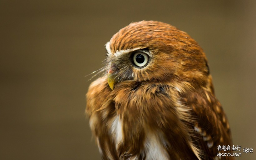 猫头鹰图片  Birds 飛烏