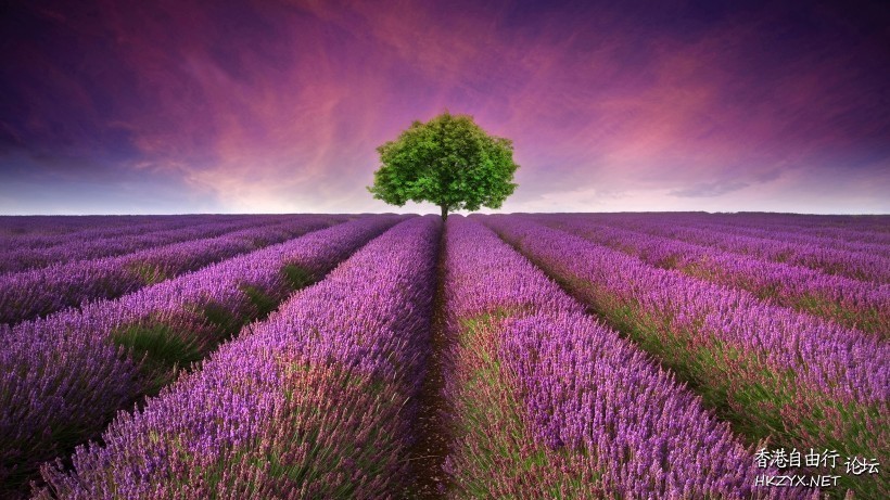 薰衣草庄园风景  Photography 攝影特區