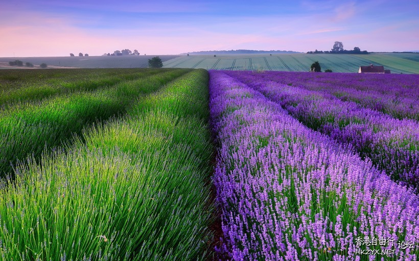 薰衣草庄园风景  Photography 攝影特區