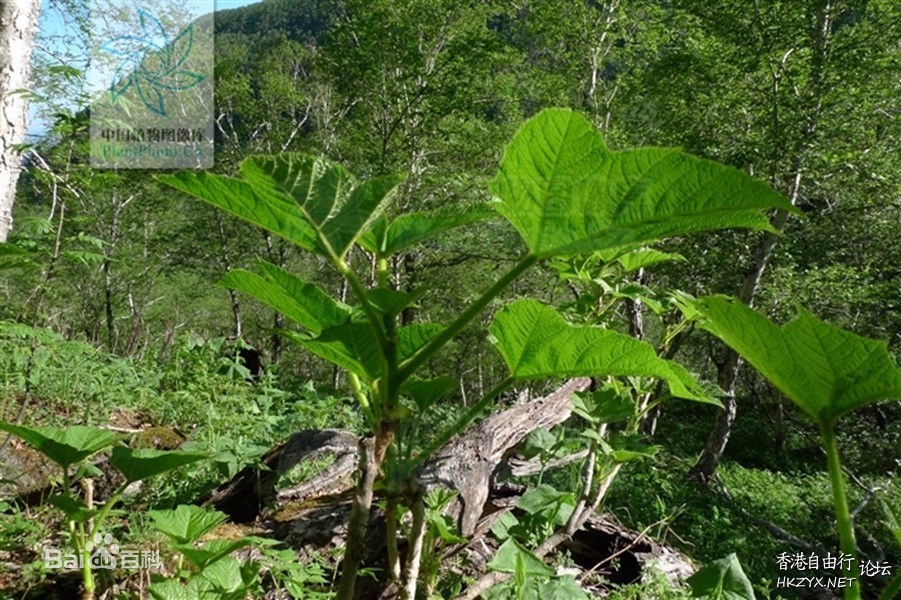 喝哪種茶輕鬆根治高血壓？  中藥問症