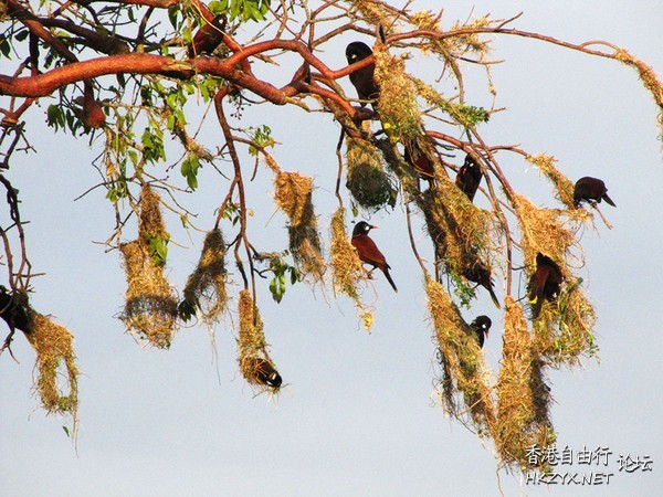以草莖編成巢  Birds 飛烏