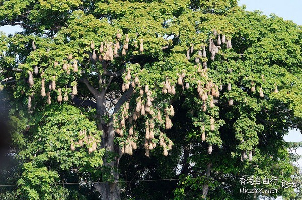 以草莖編成巢  Birds 飛烏