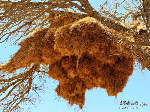 以草莖編成巢  Birds 飛烏