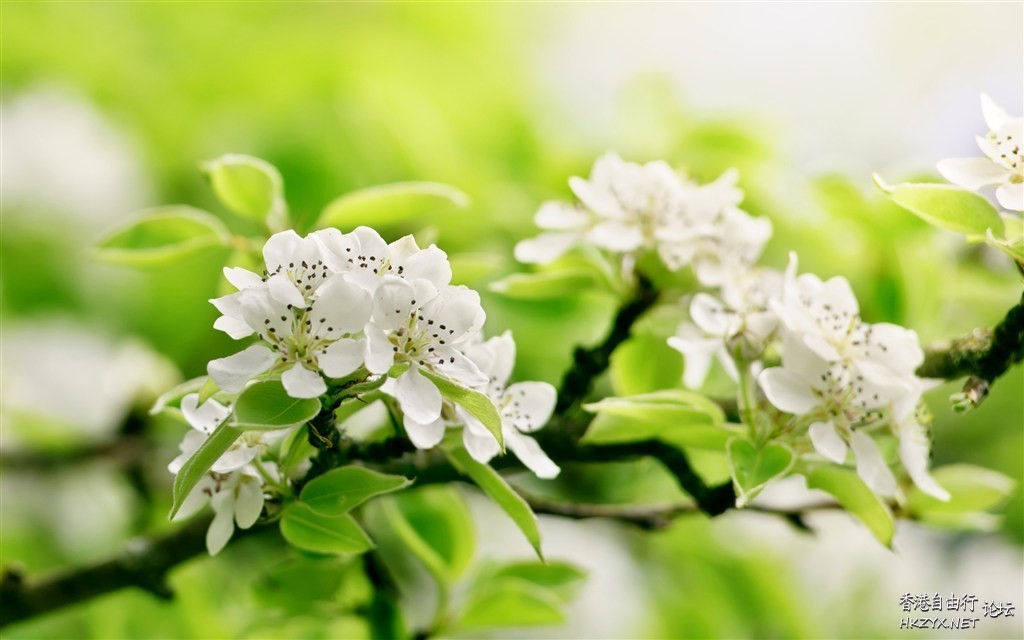 Winter Bloomers  Flowers花卉
