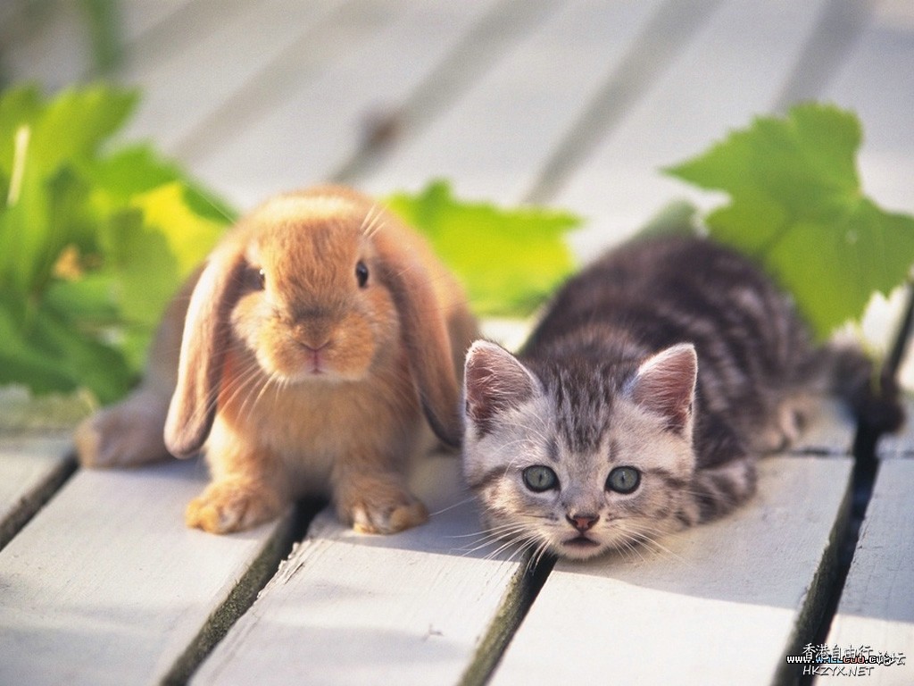 Cat : 我一樣是懂的 !  Pets 寵物護理 +紀念堂