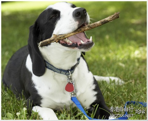 Dog: 你們食M飽好啦 !  Pets 寵物護理 +紀念堂