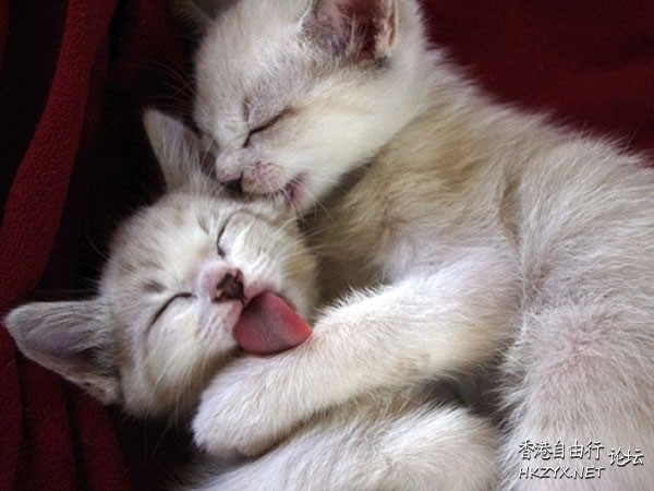 喵喵冷眼傍觀天下  Pets 寵物護理 +紀念堂
