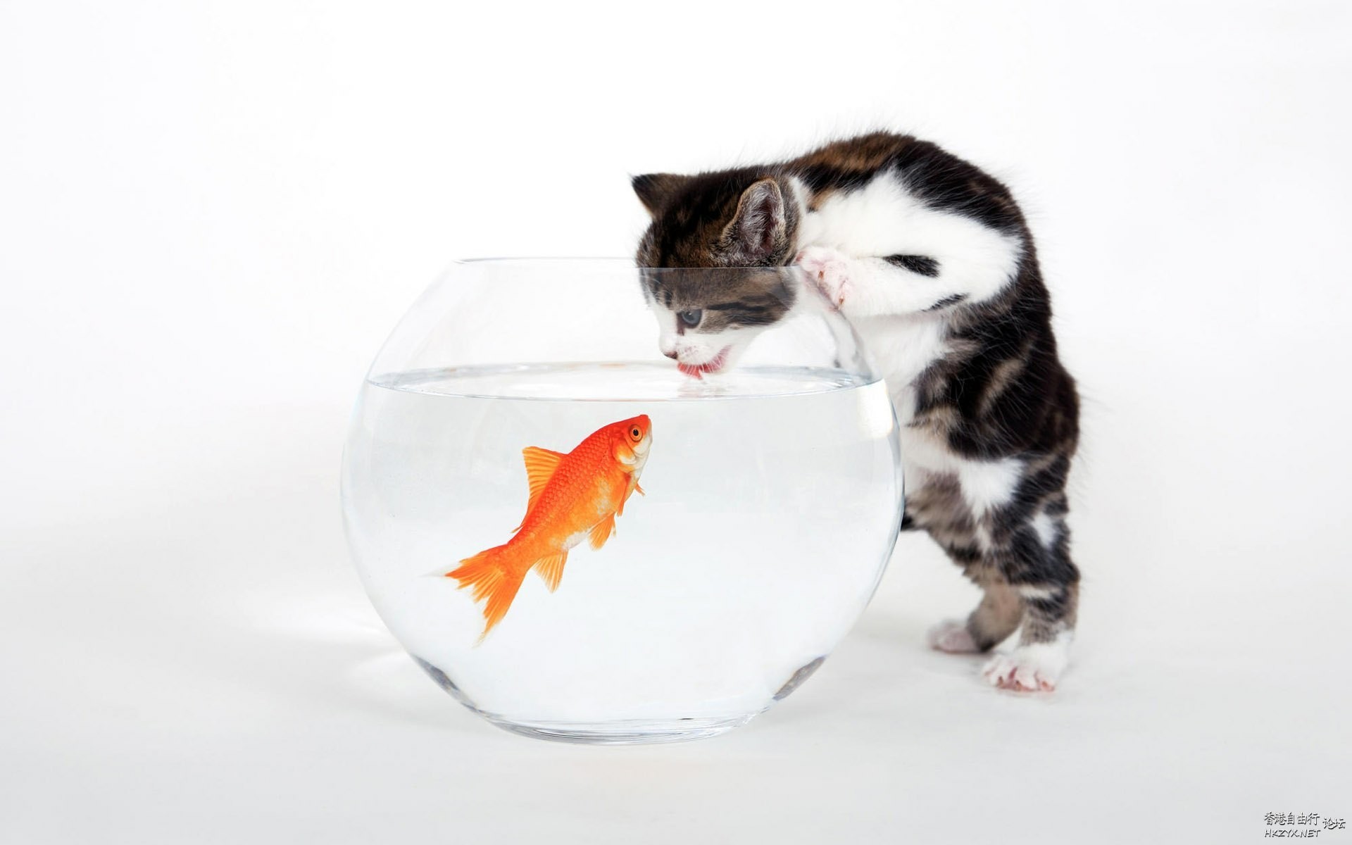 Cat:金魚妹可交友嗎！  Puppies- cats小狗與猫