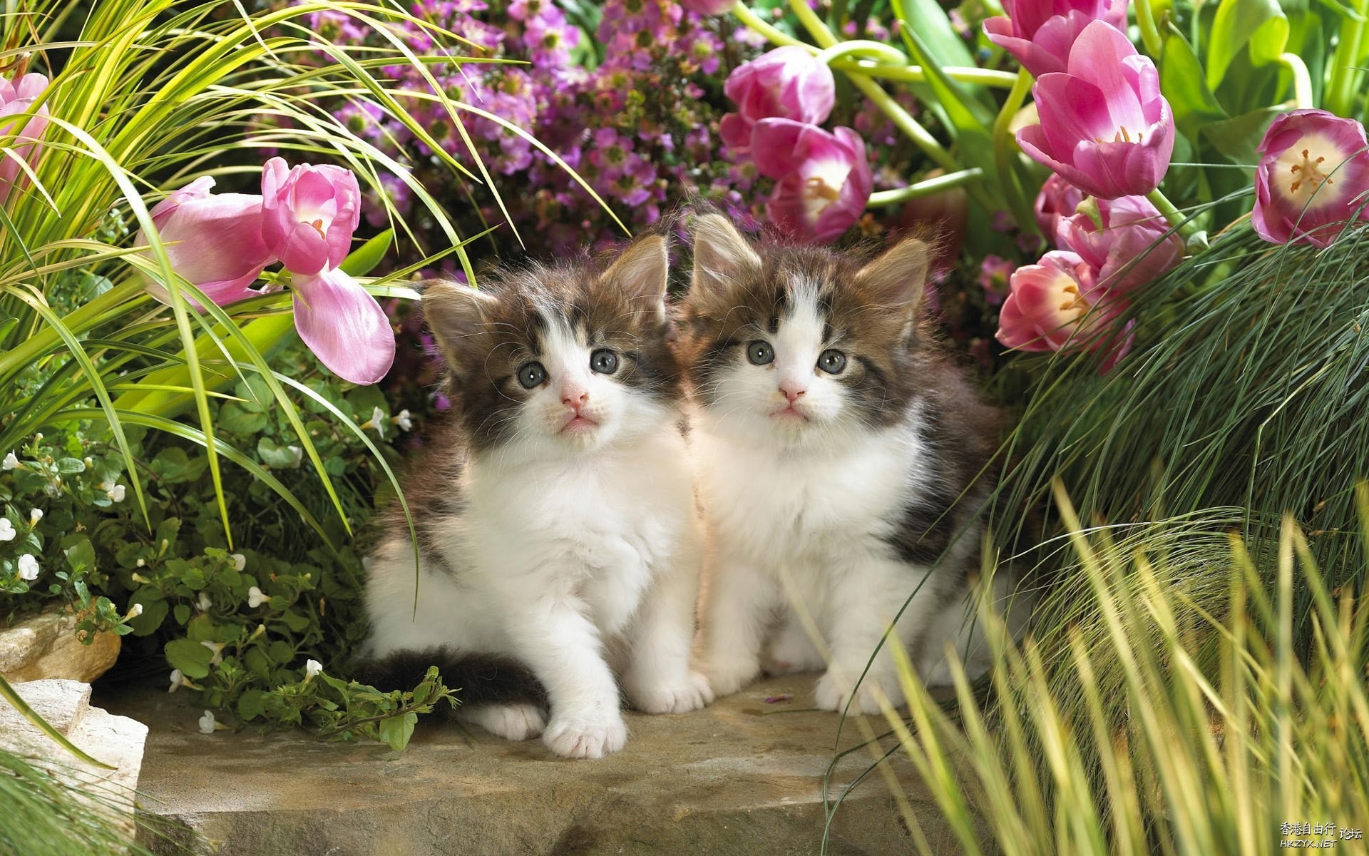 Cat:金魚妹可交友嗎！  Puppies- cats小狗與猫