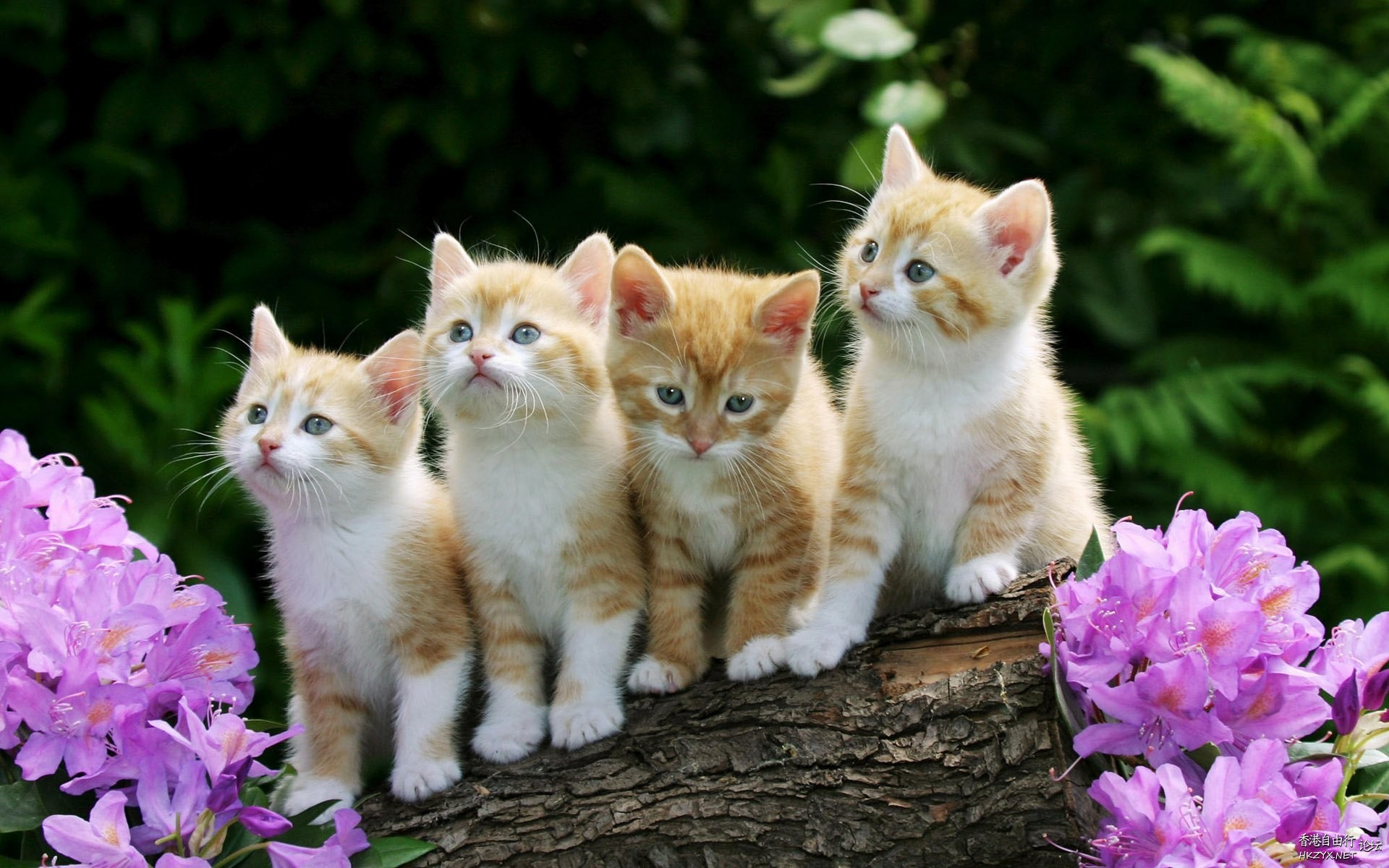Cat:金魚妹可交友嗎！  Puppies- cats小狗與猫