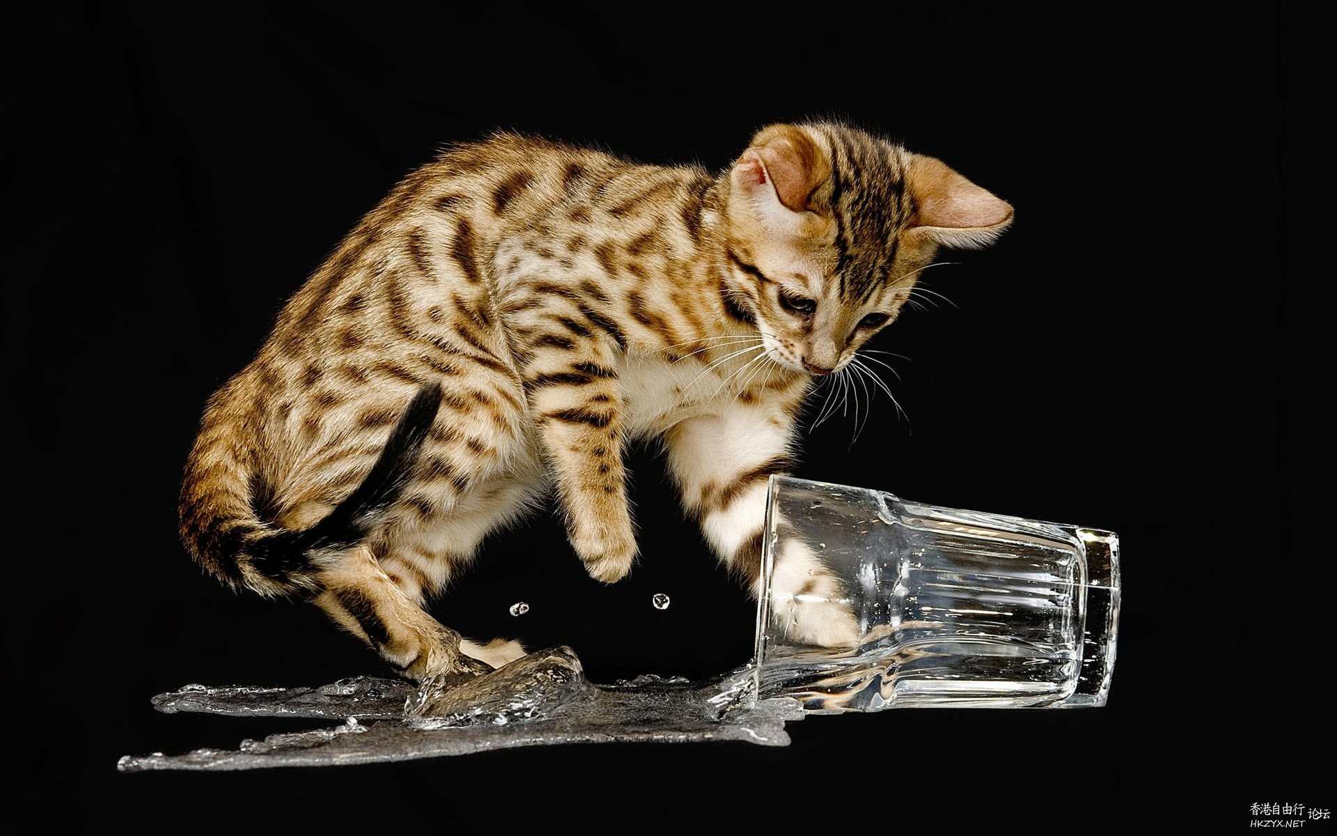 Cat:金魚妹可交友嗎！  Puppies- cats小狗與猫