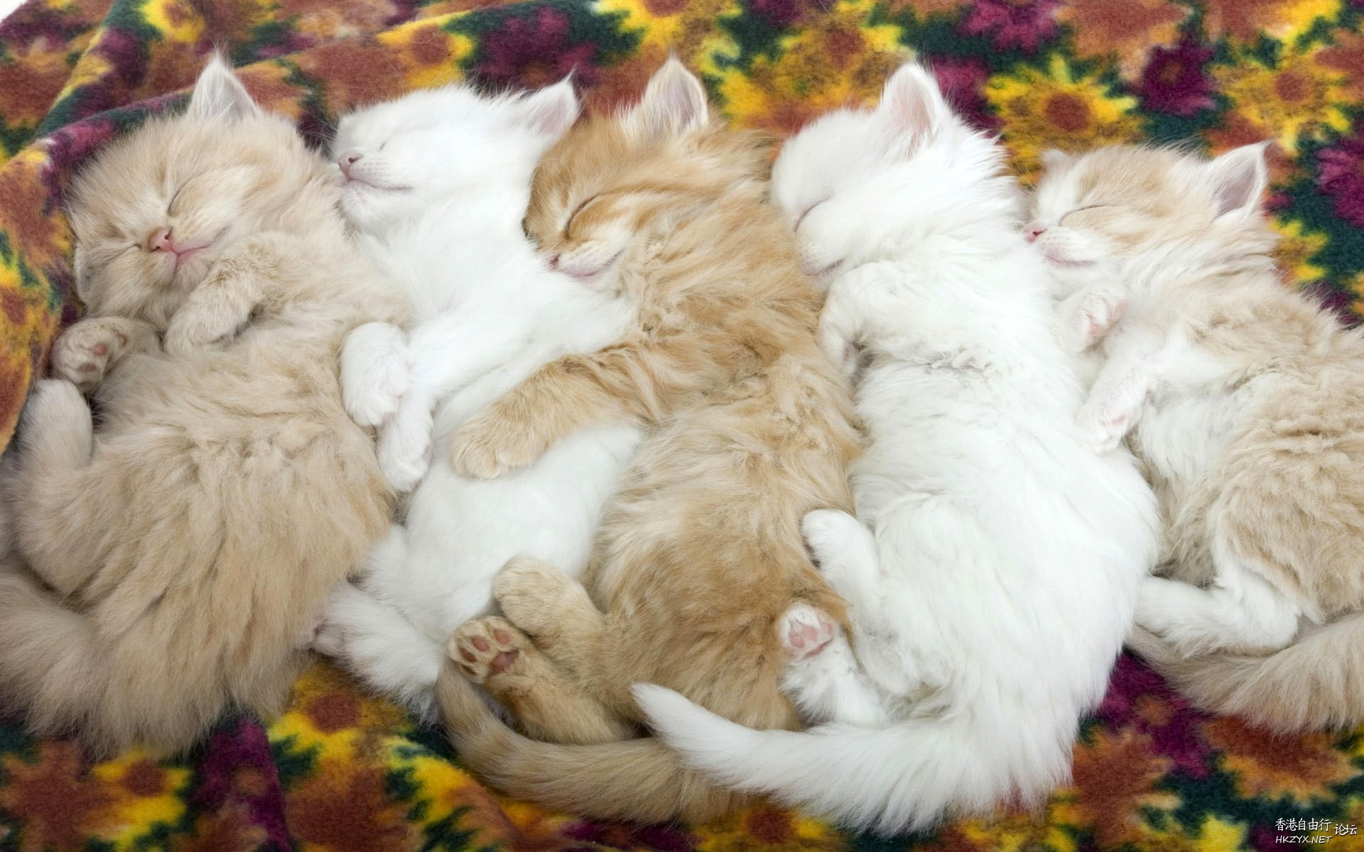 Cat:金魚妹可交友嗎！  Puppies- cats小狗與猫