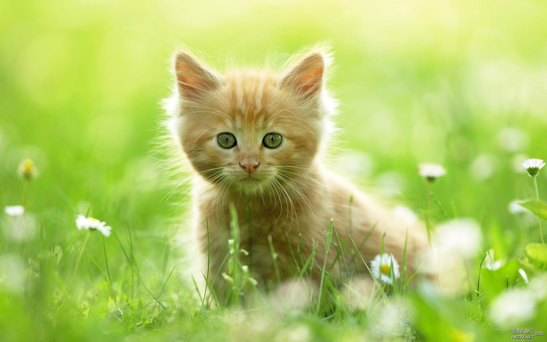 Cat:金魚妹可交友嗎！  Puppies- cats小狗與猫