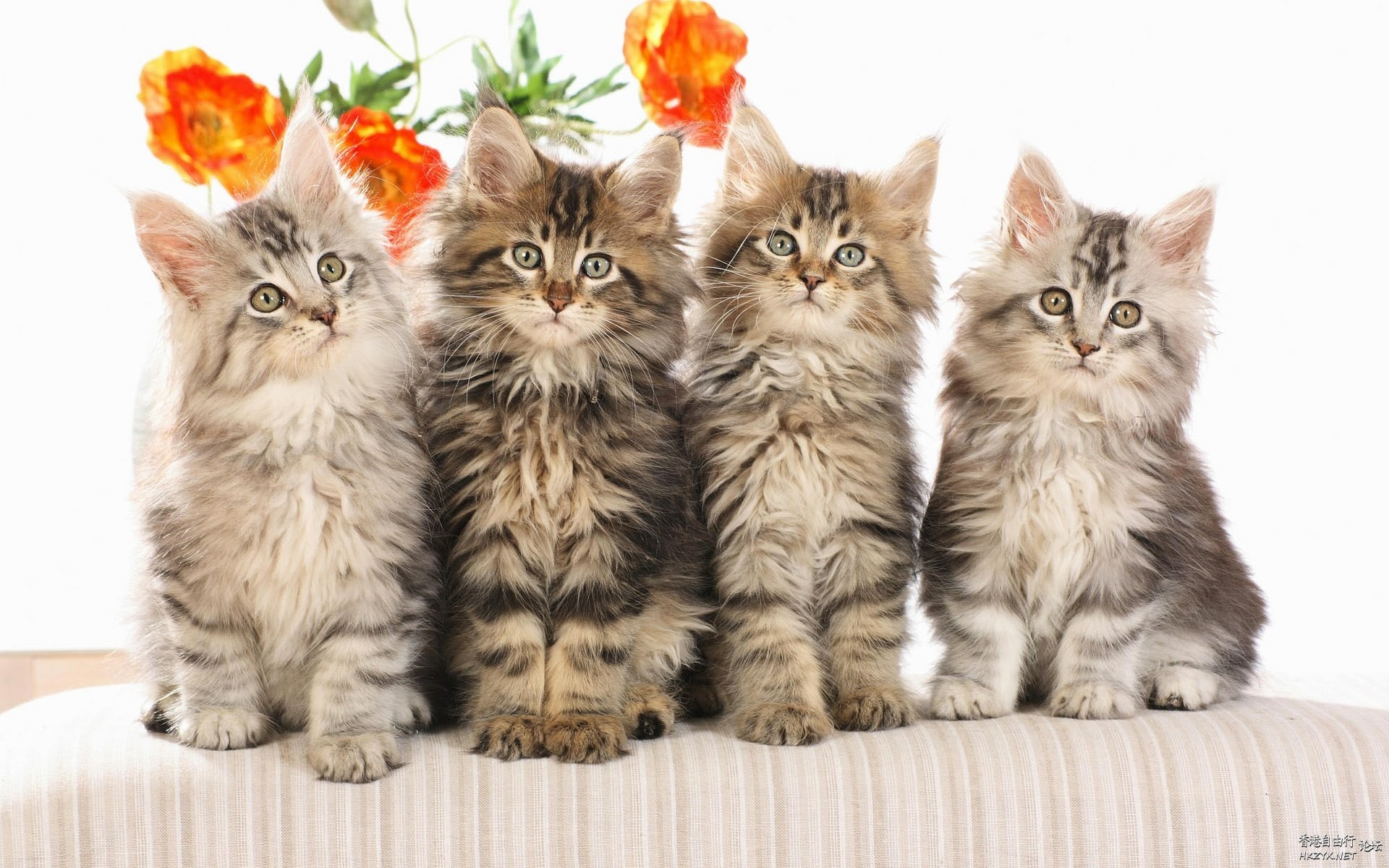 Cat:金魚妹可交友嗎！  Puppies- cats小狗與猫