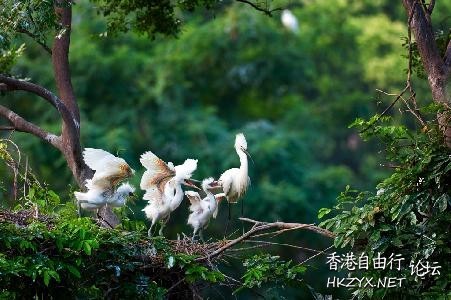 Birds:飢餓的嘴巴在張口  Birds 飛烏