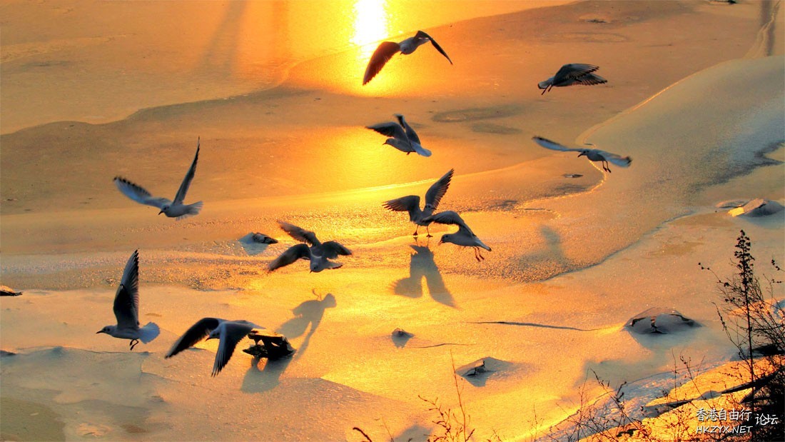   Birds 飛烏